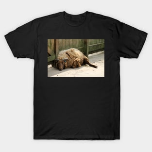 Sheep Sleep T-Shirt